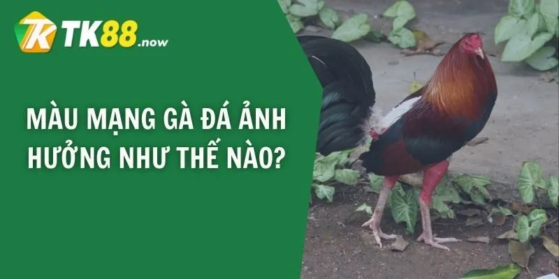 Màu mạng gà đá ảnh hưởng như thế nào?